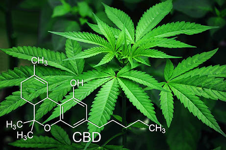feuille de cannabis avec molécule en surimpression